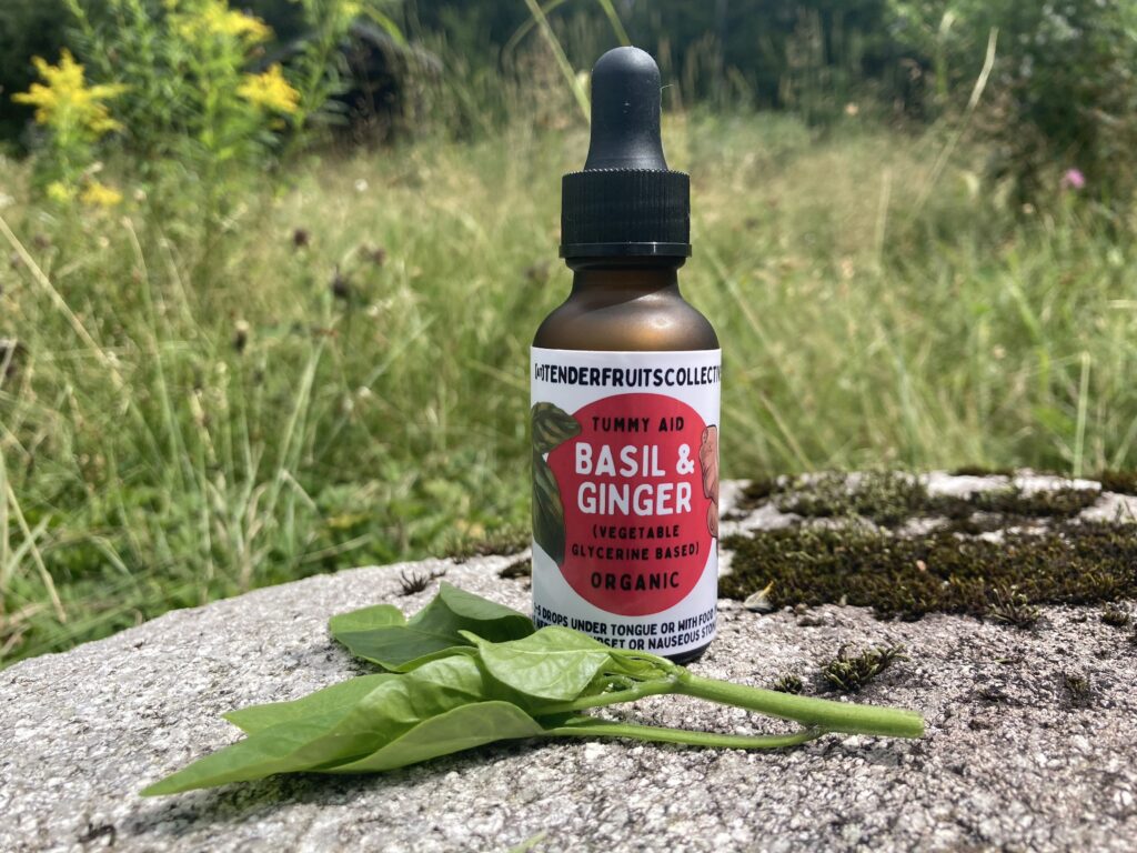 ber colored tincture bottle dropper sitting on a mossy rock with fresh basil around it. There is tall grass in the background. The label on the bottle has a red, circle label that says “basil and ginger”, "tummy aid", "vegetable glycerine based" "organic" and giving instructions to take 1-5 drops as need for an upset stomach.
